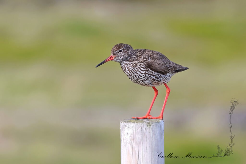 Tringa totanus - Chevalier gambette [Scolopacidae]