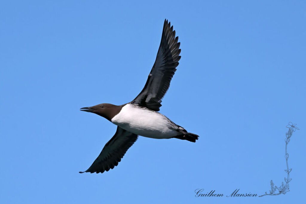 Uria aalge - Guillemot de Troil [Alcidae]