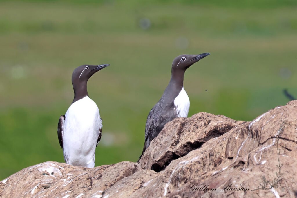 Uria aalge - Guillemot de Troil [Alcidae]