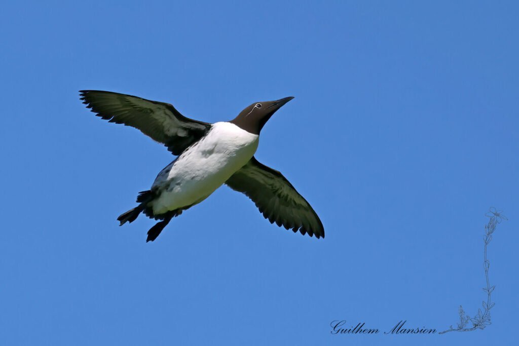 Uria aalge - Guillemot de Troil [Alcidae]