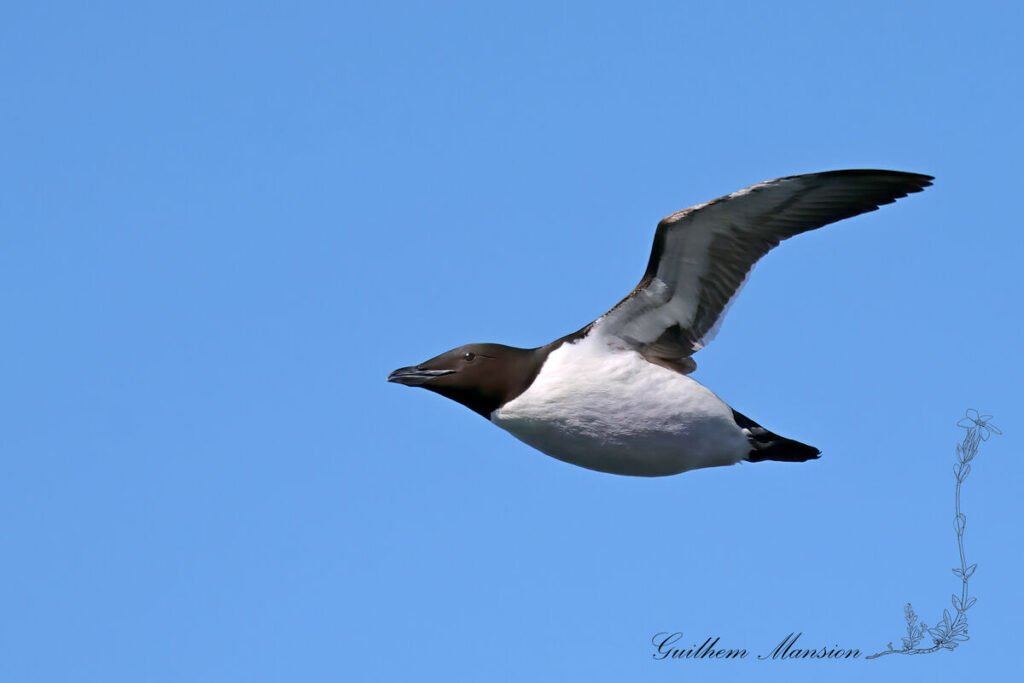 Uria lomvia - Guillemot Brünnich [Alcidae]