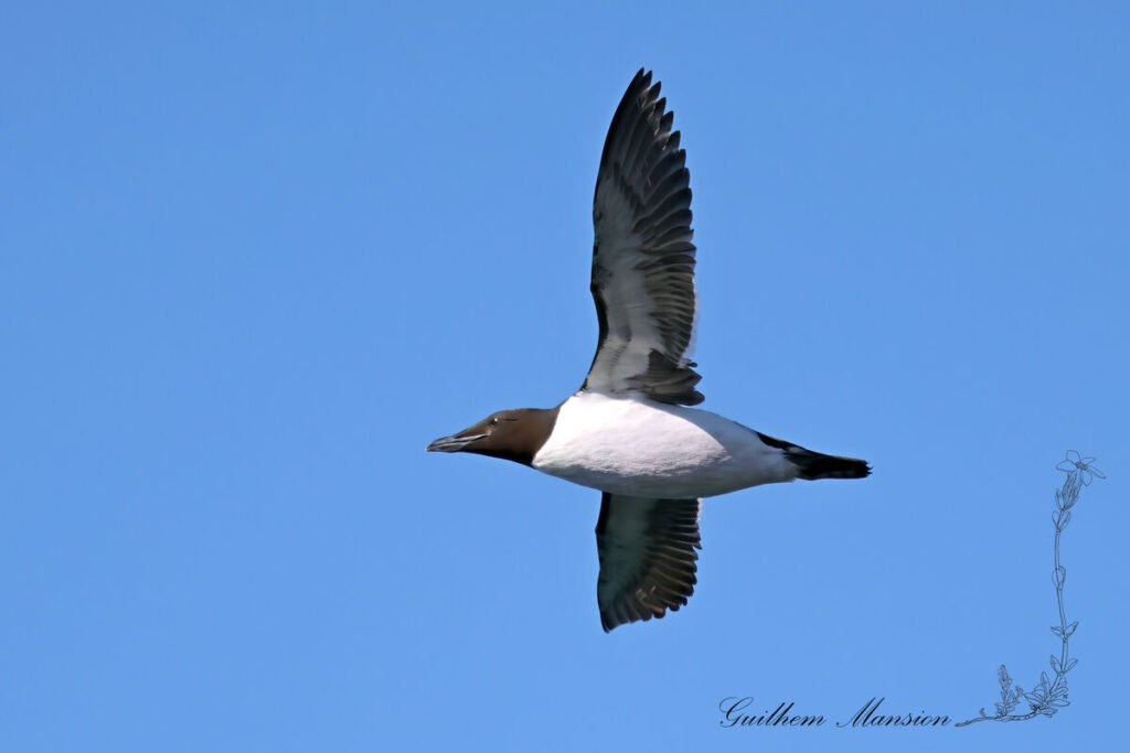 Uria lomvia - Guillemot Brünnich [Alcidae]