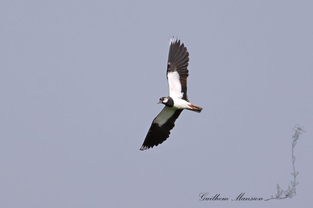 Vanellus vanellus - Vanneau huppé [Charadriidae]