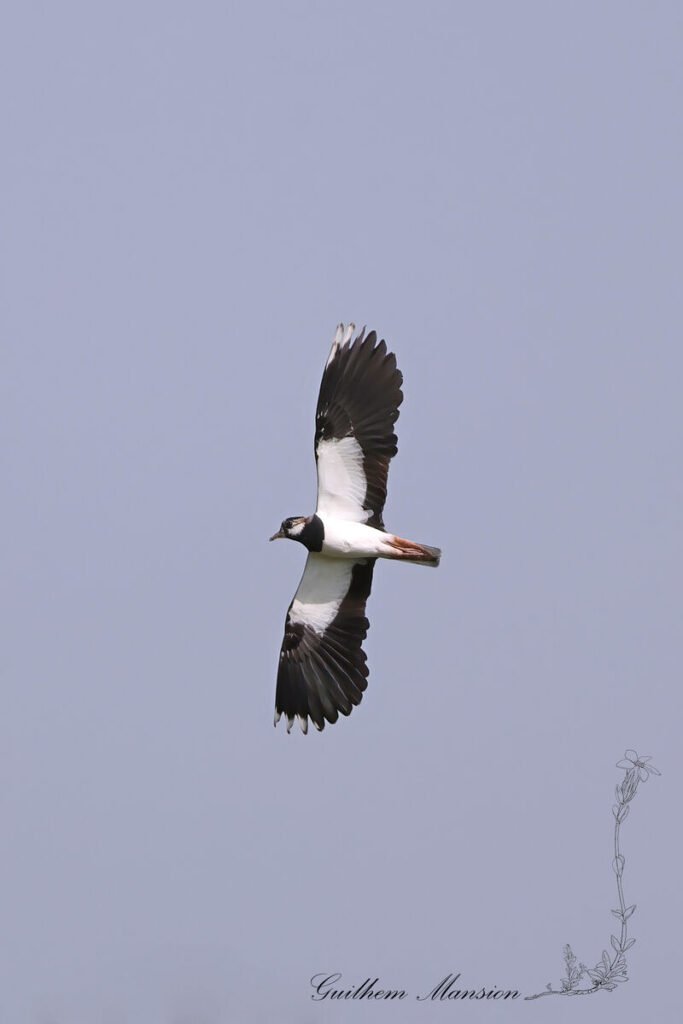 Vanellus vanellus - Vanneau huppé [Charadriidae]
