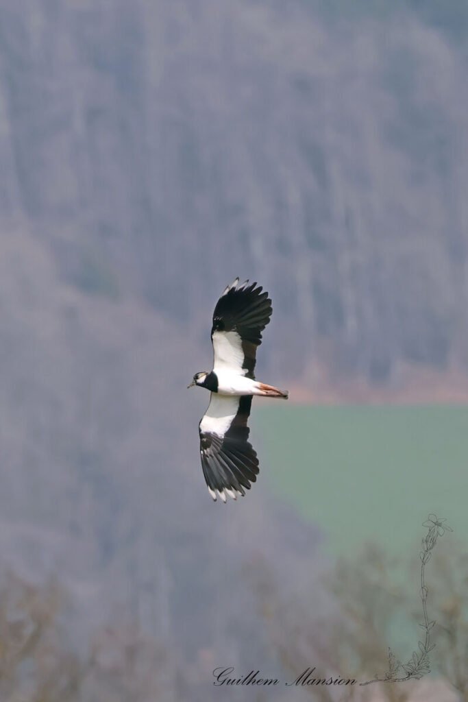 Vanellus vanellus - Vanneau huppé [Charadriidae]