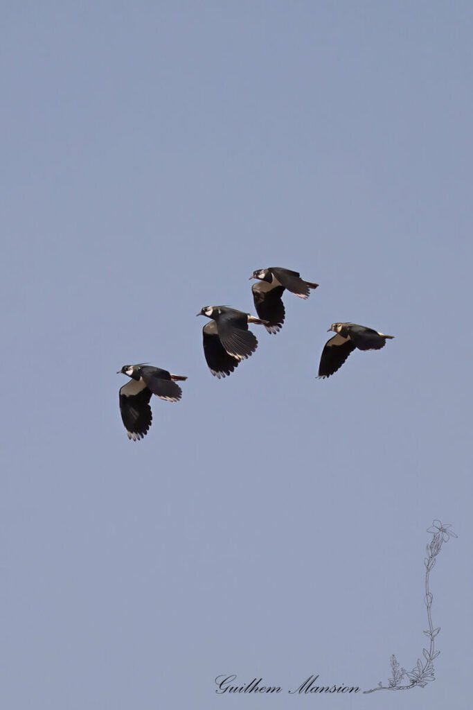 Vanellus vanellus - Vanneau huppé [Charadriidae]