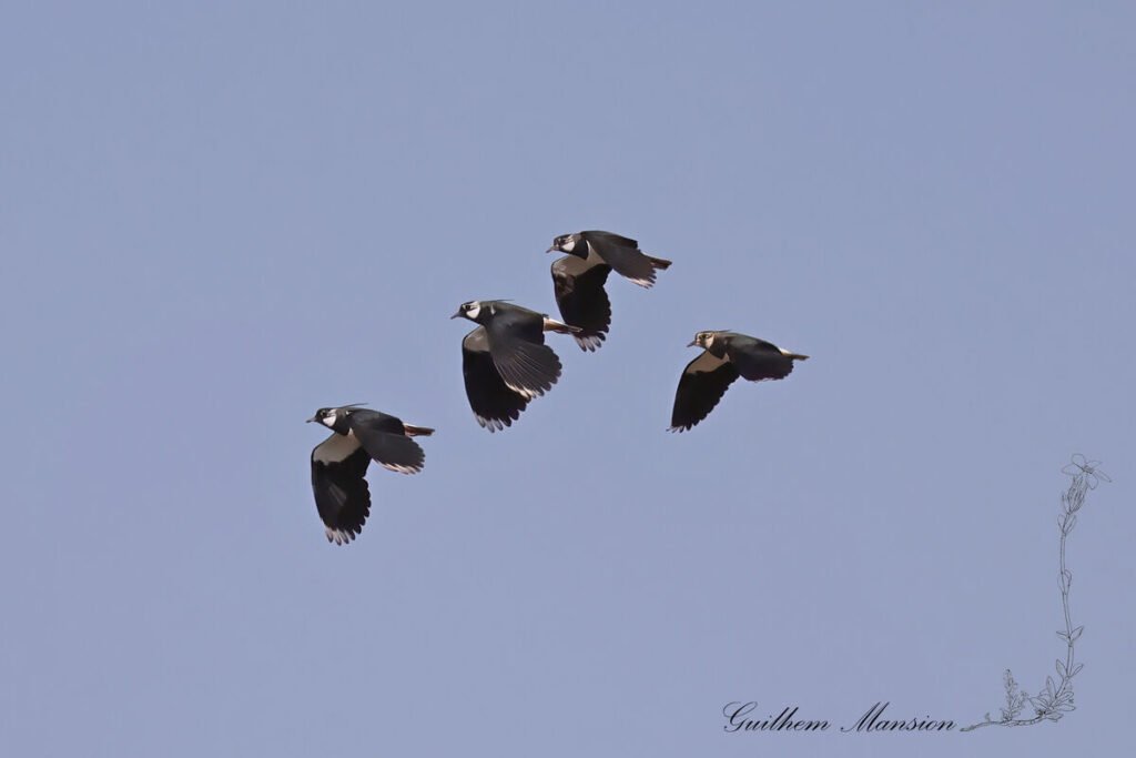 Vanellus vanellus - Vanneau huppé [Charadriidae]