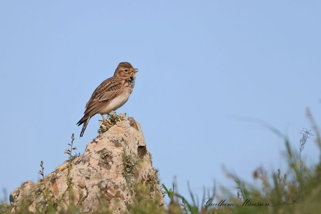 Alaudala rufescens - Alouette pispolette [Alaudidae]