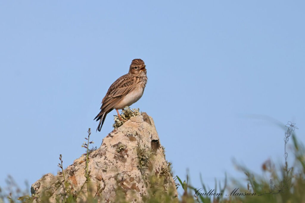 Alaudala rufescens - Alouette pispolette [Alaudidae]