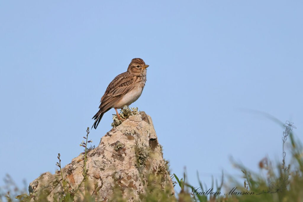 Alaudala rufescens - Alouette pispolette [Alaudidae]