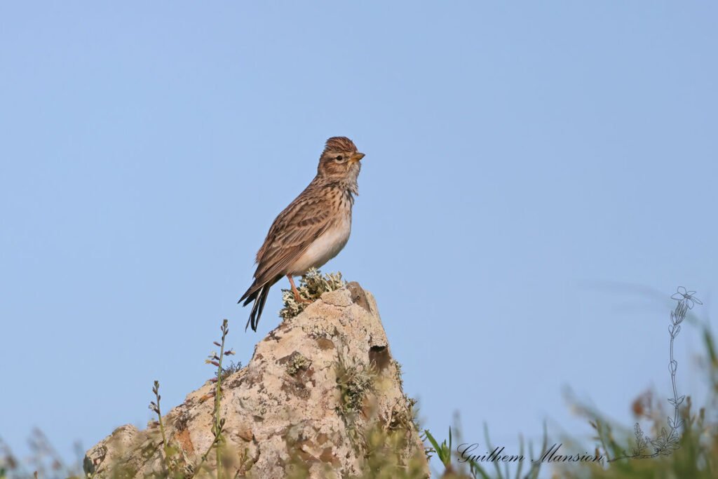 Alaudala rufescens - Alouette pispolette [Alaudidae]
