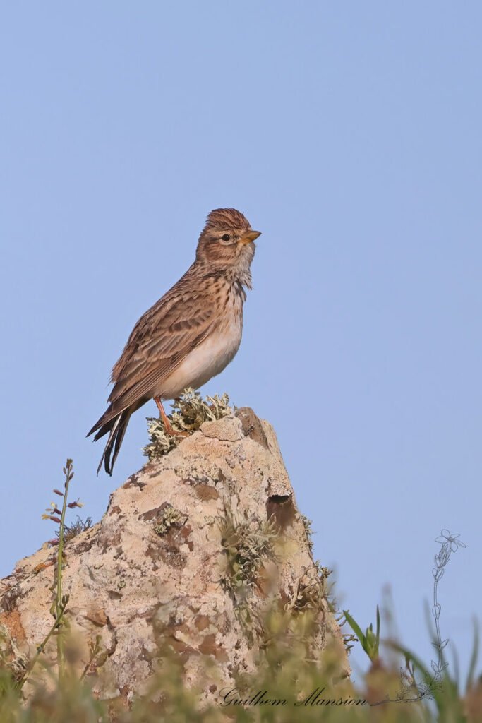 Alaudala rufescens - Alouette pispolette [Alaudidae]