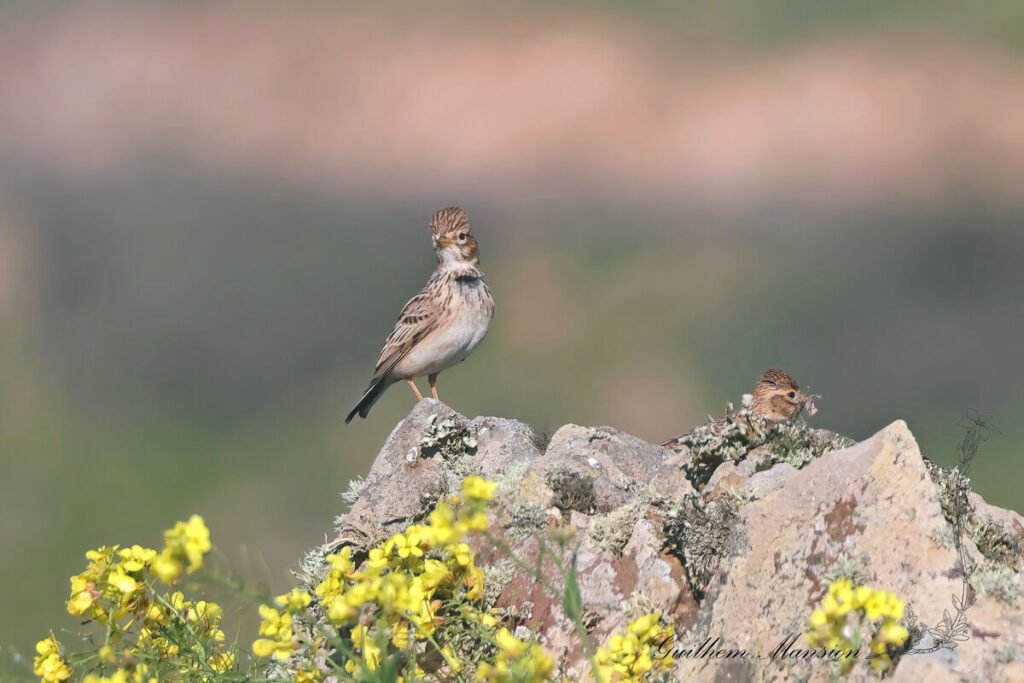 Alaudala rufescens - Alouette pispolette [Alaudidae]