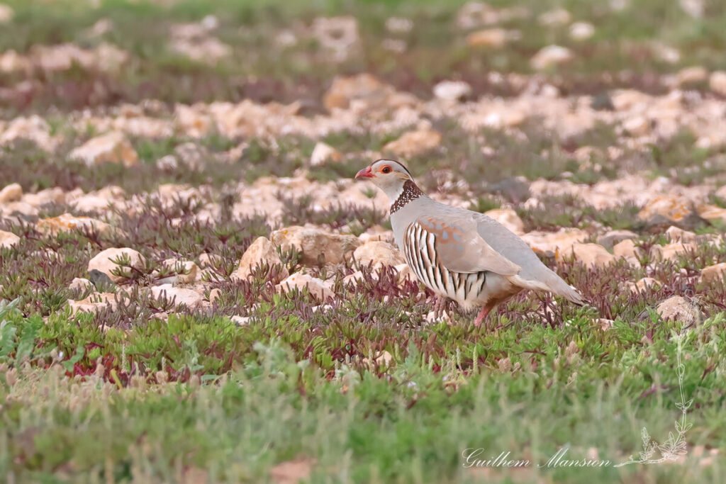 Alectoris barbara - Perdrix gambra [Phasianidae]