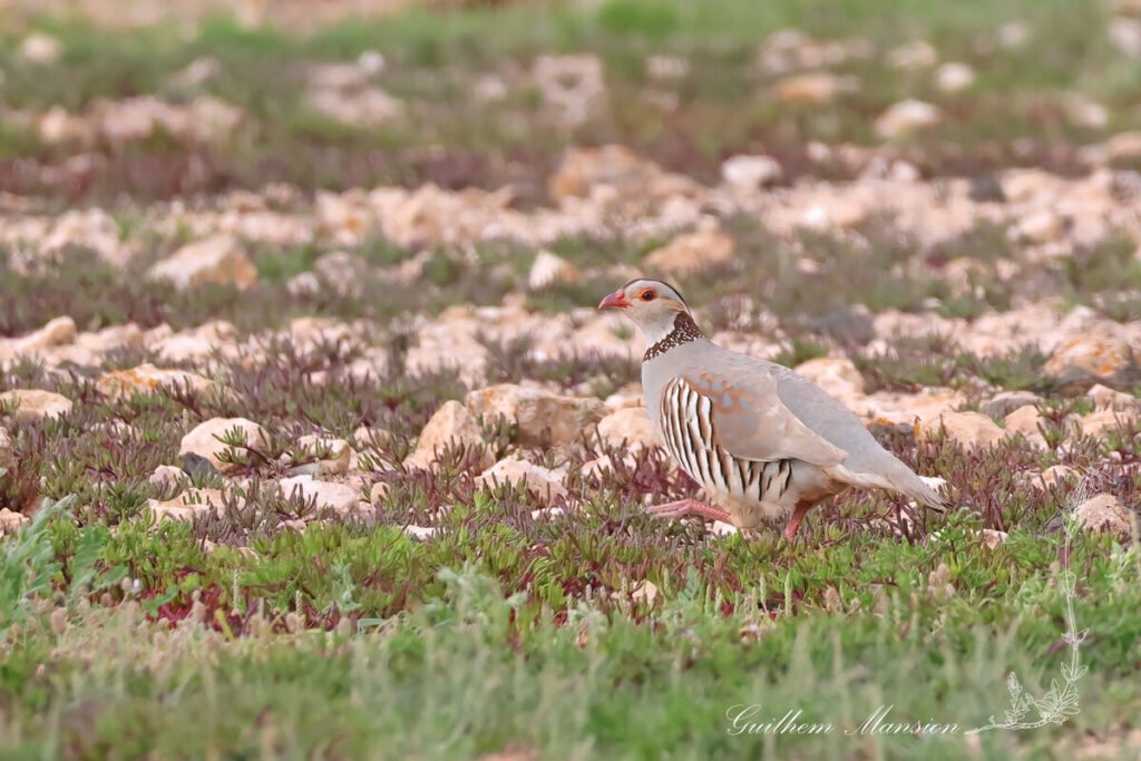 Alectoris barbara - Perdrix gambra [Phasianidae]