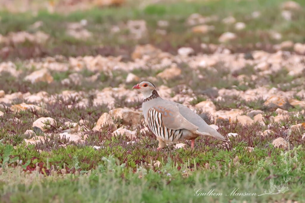 Alectoris barbara - Perdrix gambra [Phasianidae]