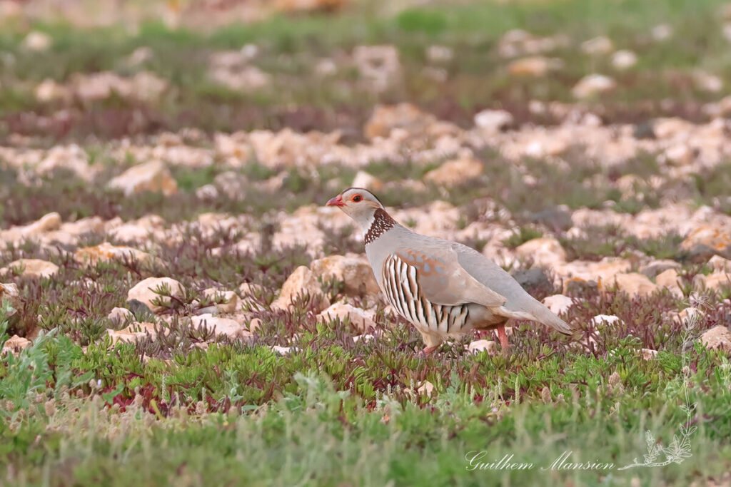 Alectoris barbara - Perdrix gambra [Phasianidae]