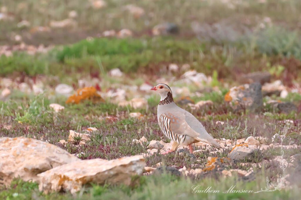Alectoris barbara - Perdrix gambra [Phasianidae]