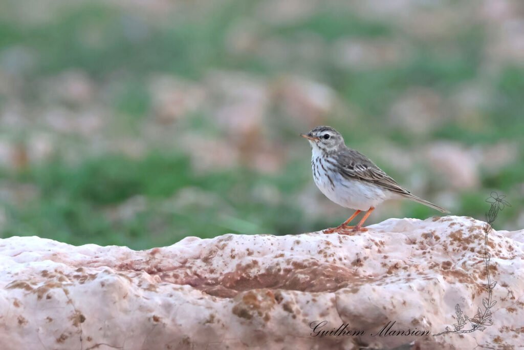 Anthus berthelotii - Pipit de Berthelot [Motacillidae]