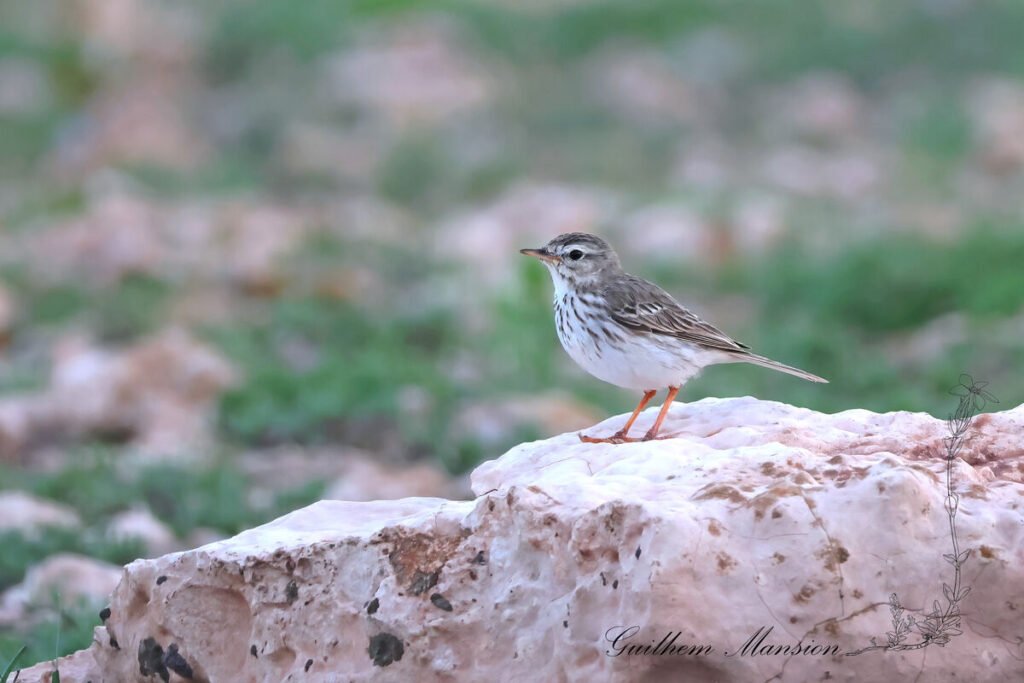 Anthus berthelotii - Pipit de Berthelot [Motacillidae]