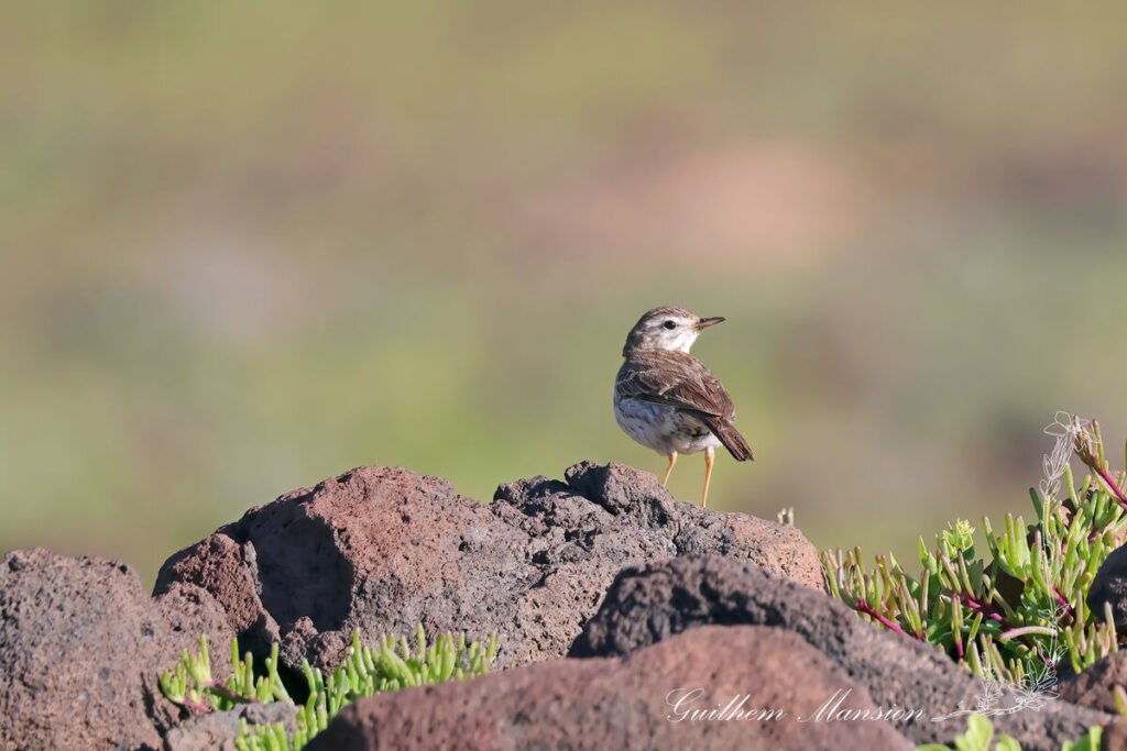Anthus berthelotii - Pipit de Berthelot [Motacillidae]