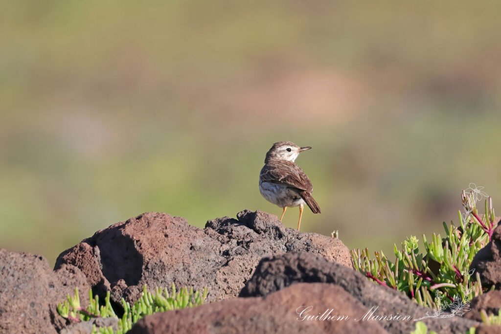 Anthus berthelotii - Pipit de Berthelot [Motacillidae]