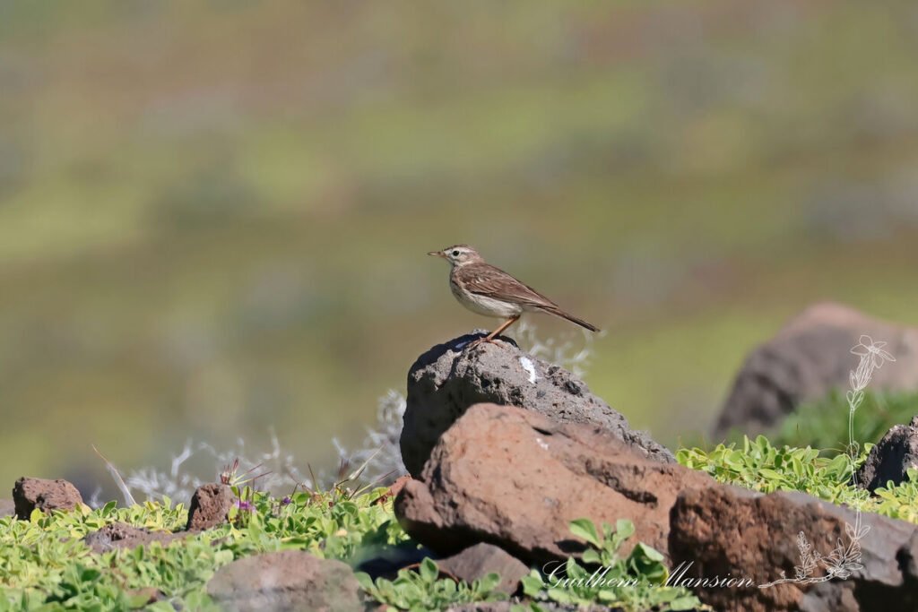 Anthus berthelotii - Pipit de Berthelot [Motacillidae]