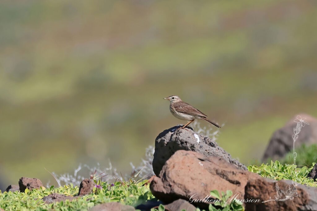 Anthus berthelotii - Pipit de Berthelot [Motacillidae]