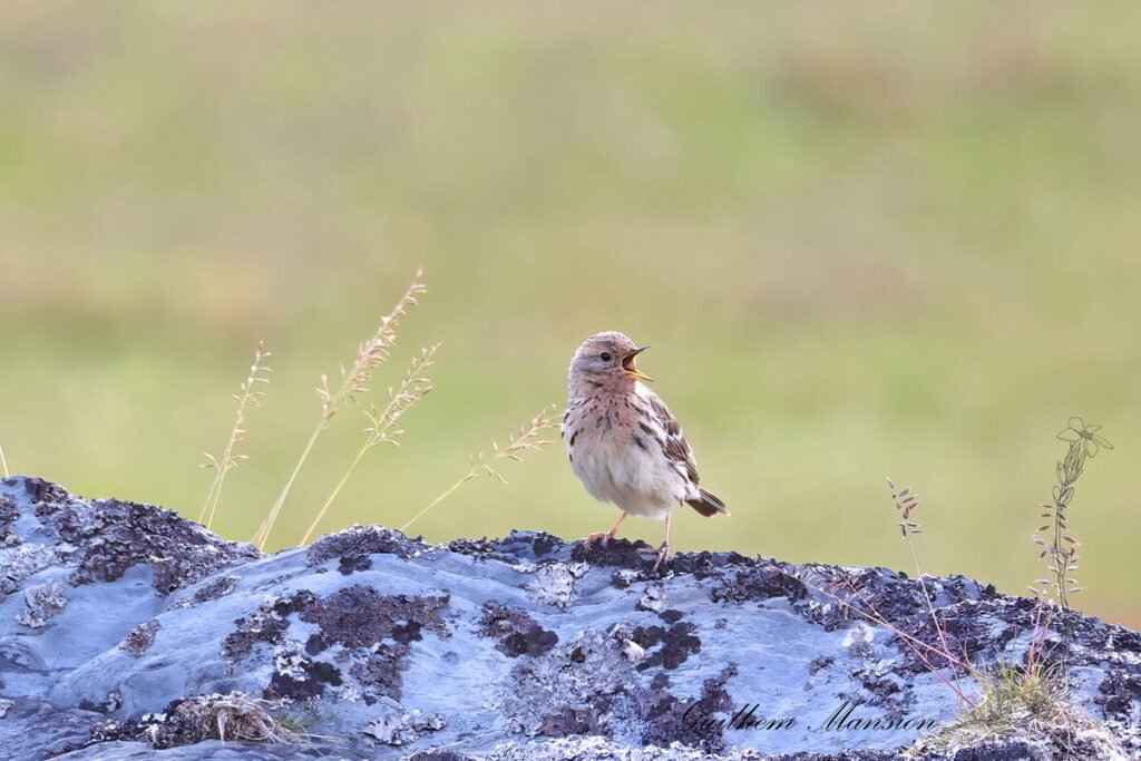 Anthus cervinus - Pipit à gorge rousse [Motacillidae]