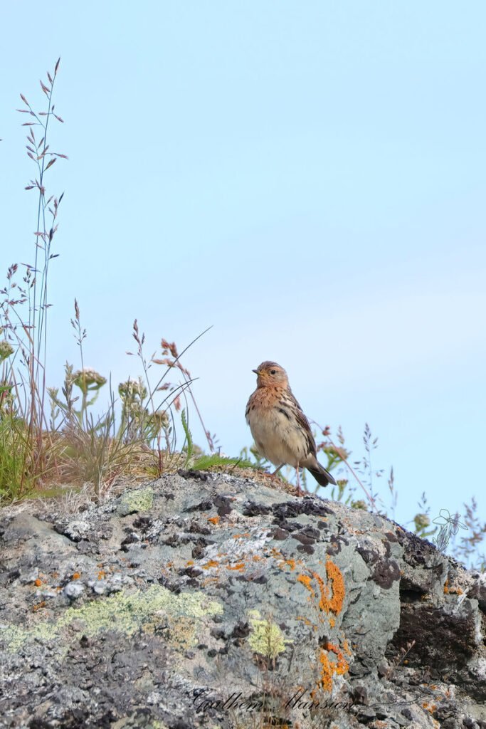 Anthus cervinus - Pipit à gorge rousse [Motacillidae]