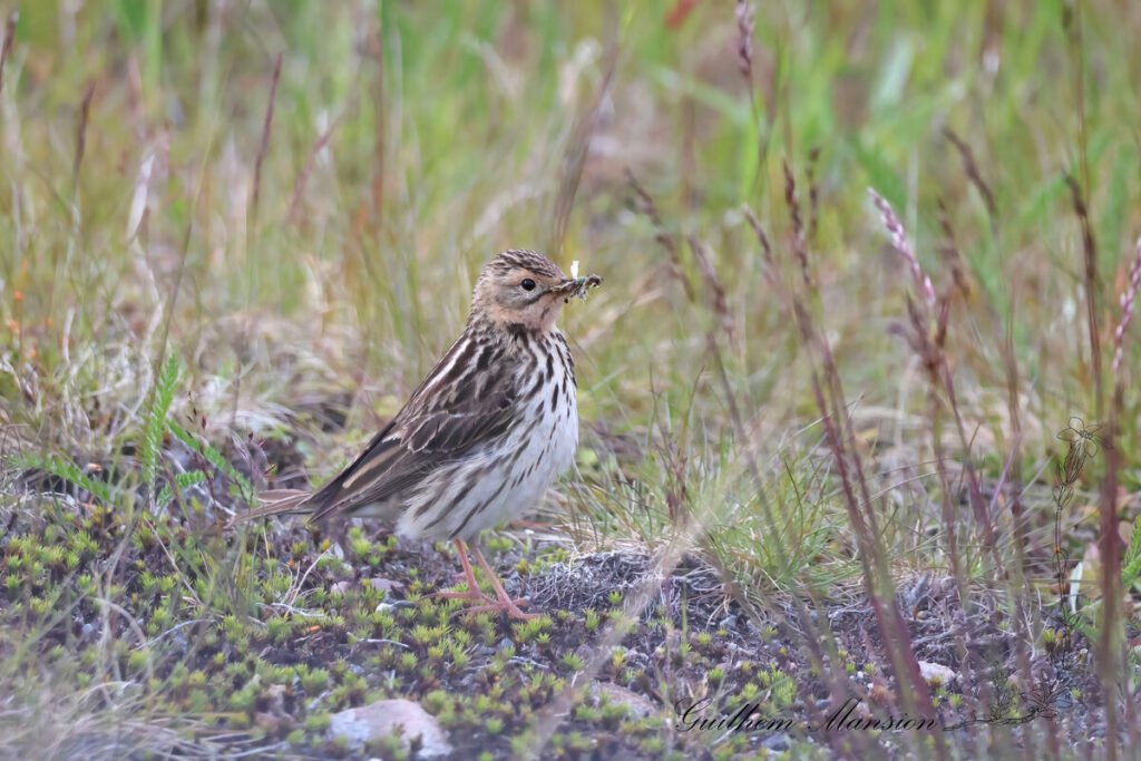 Anthus cervinus - Pipit à gorge rousse [Motacillidae]