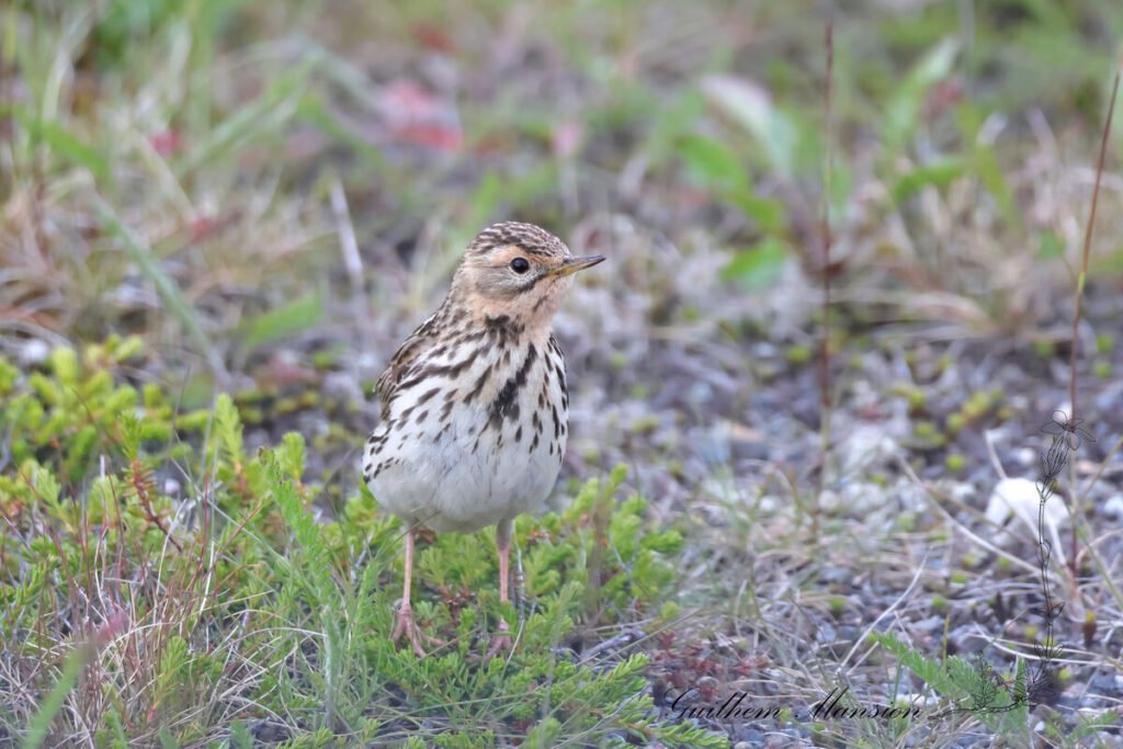 Anthus cervinus - Pipit à gorge rousse [Motacillidae]