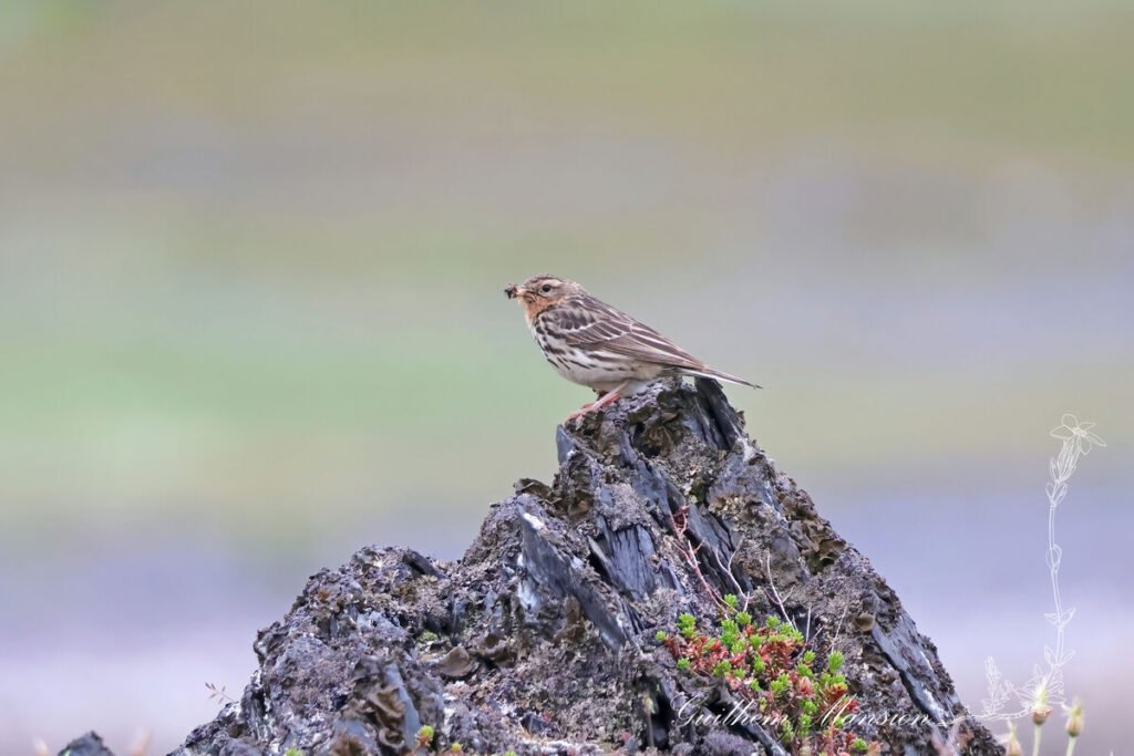 Anthus cervinus - Pipit à gorge rousse [Motacillidae]