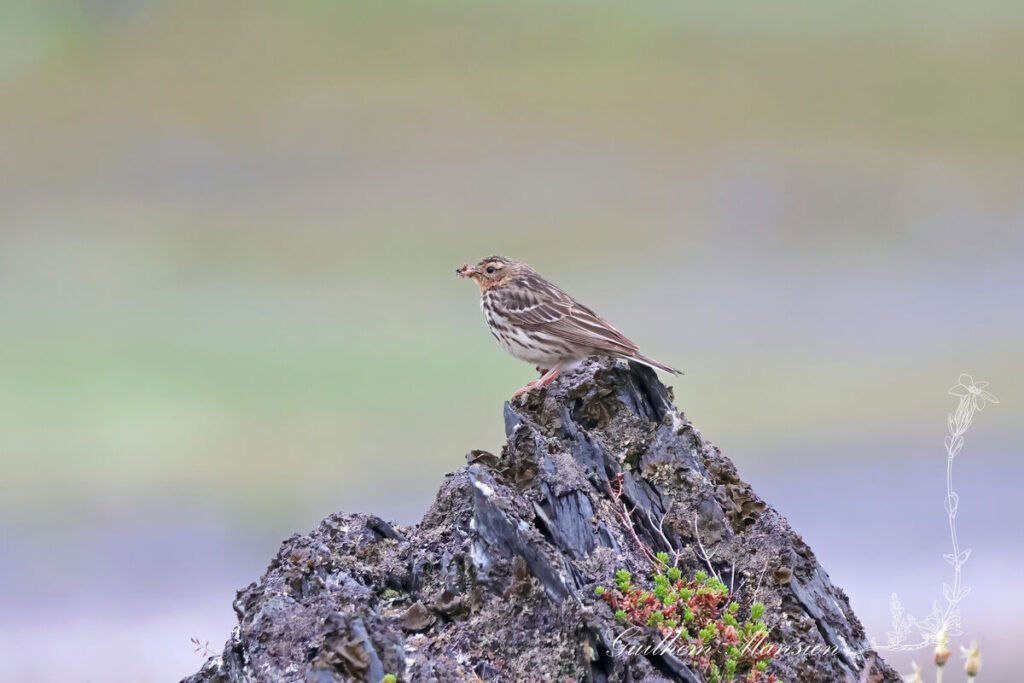 Anthus cervinus - Pipit à gorge rousse [Motacillidae]