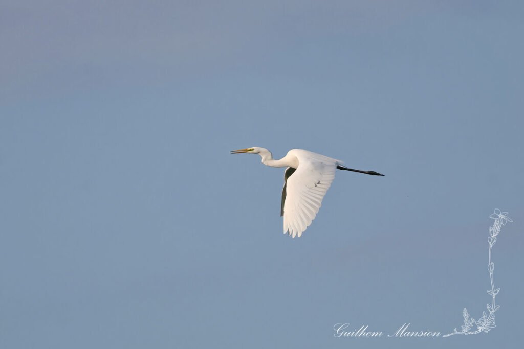 Ardea alba - Grande Aigrette [Ardeidae]