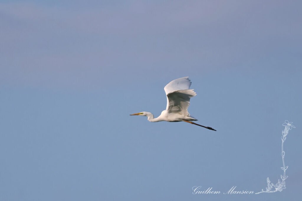 Ardea alba - Grande Aigrette [Ardeidae]