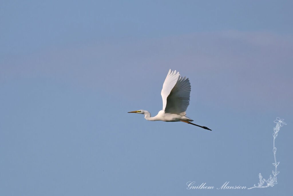 Ardea alba - Grande Aigrette [Ardeidae]
