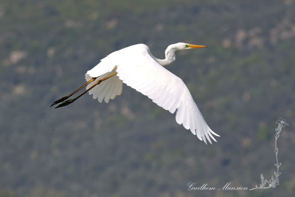 Ardea alba - Grande Aigrette [Ardeidae]