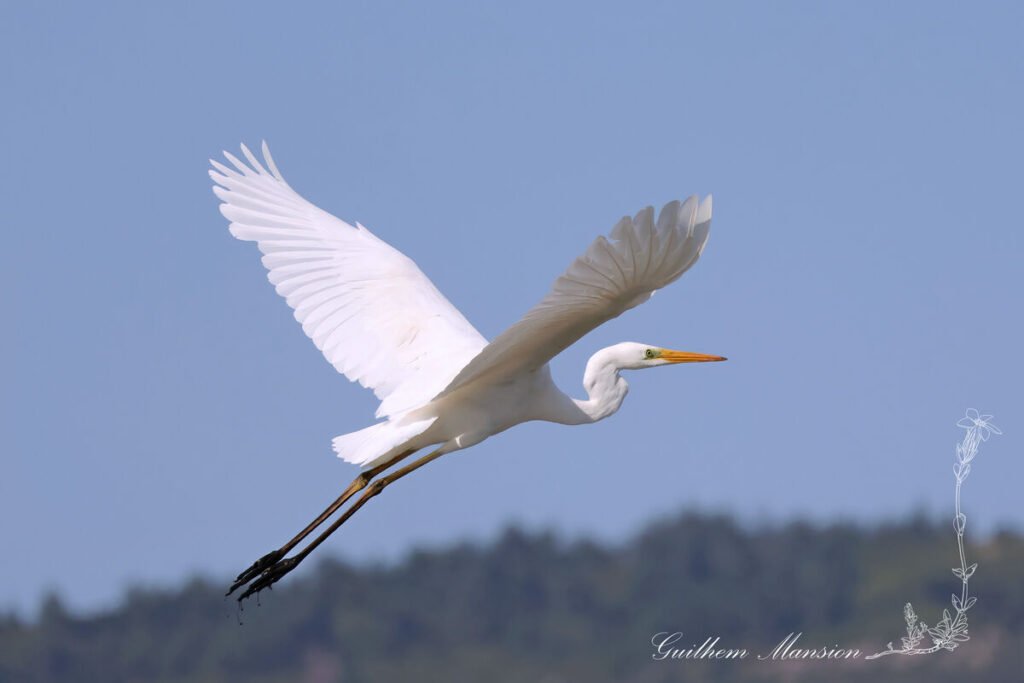 Ardea alba - Grande Aigrette [Ardeidae]
