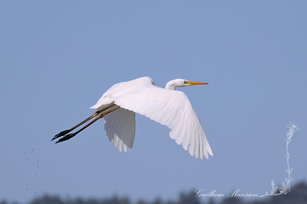 Ardea alba - Grande Aigrette [Ardeidae]