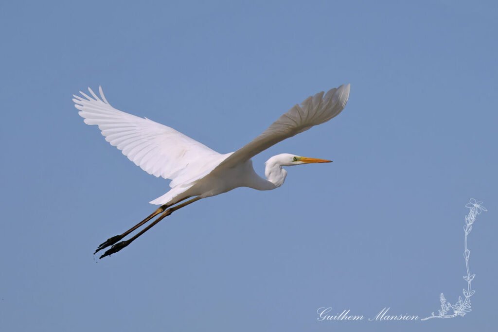 Ardea alba - Grande Aigrette [Ardeidae]