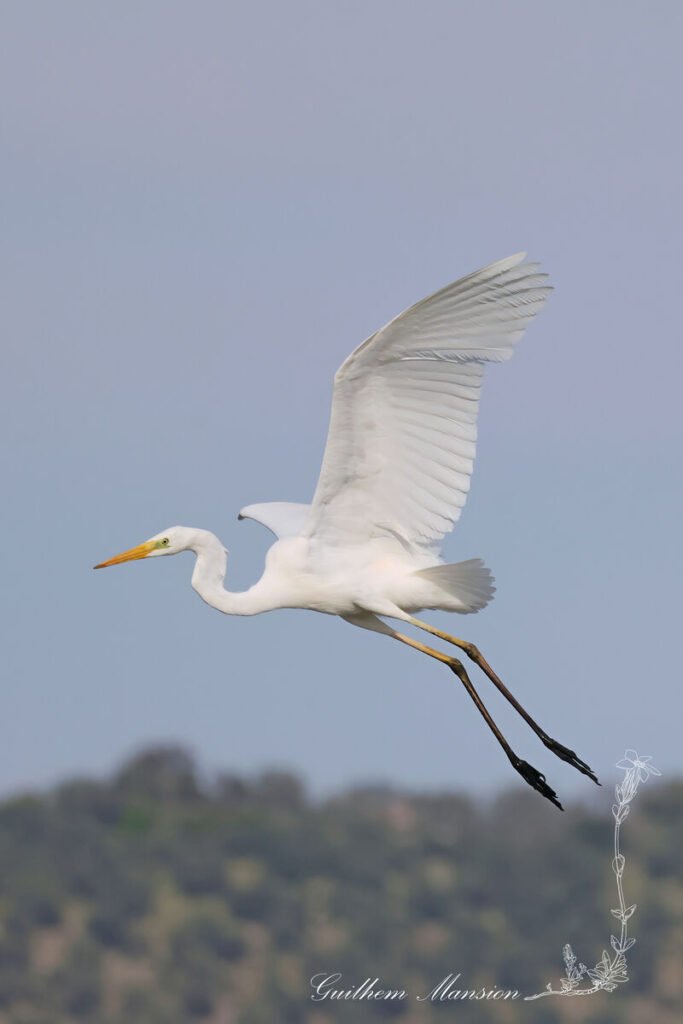 Ardea alba - Grande Aigrette [Ardeidae]