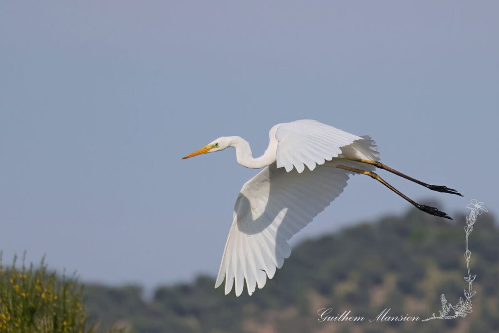 Ardea alba - Grande Aigrette [Ardeidae]
