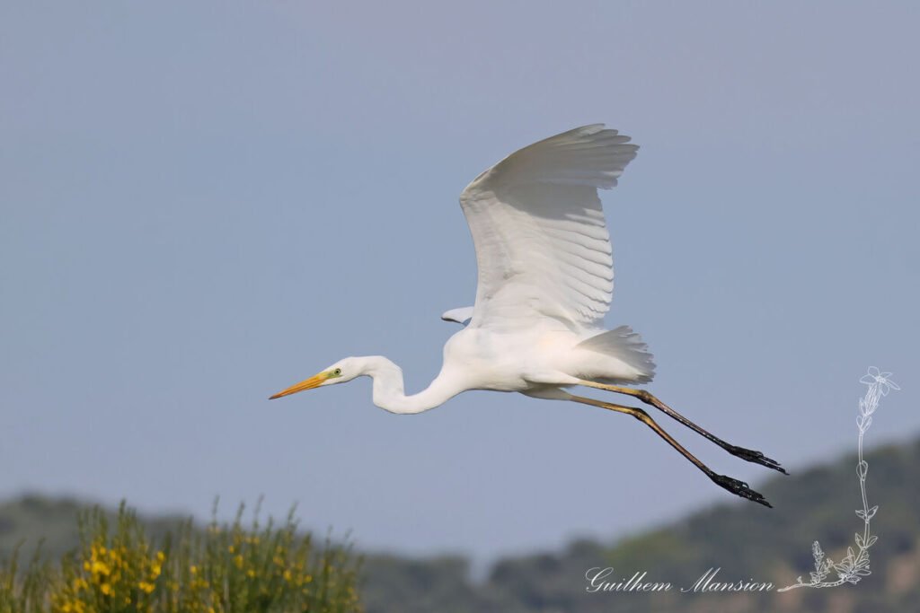 Ardea alba - Grande Aigrette [Ardeidae]