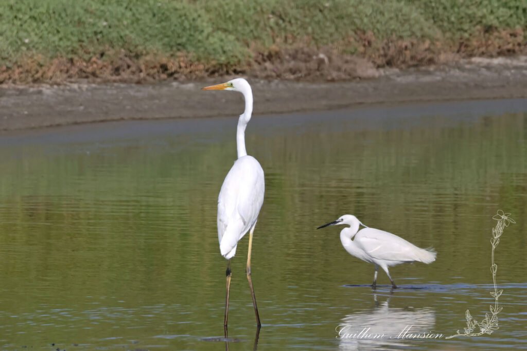 Ardea alba - Grande Aigrette [Ardeidae]