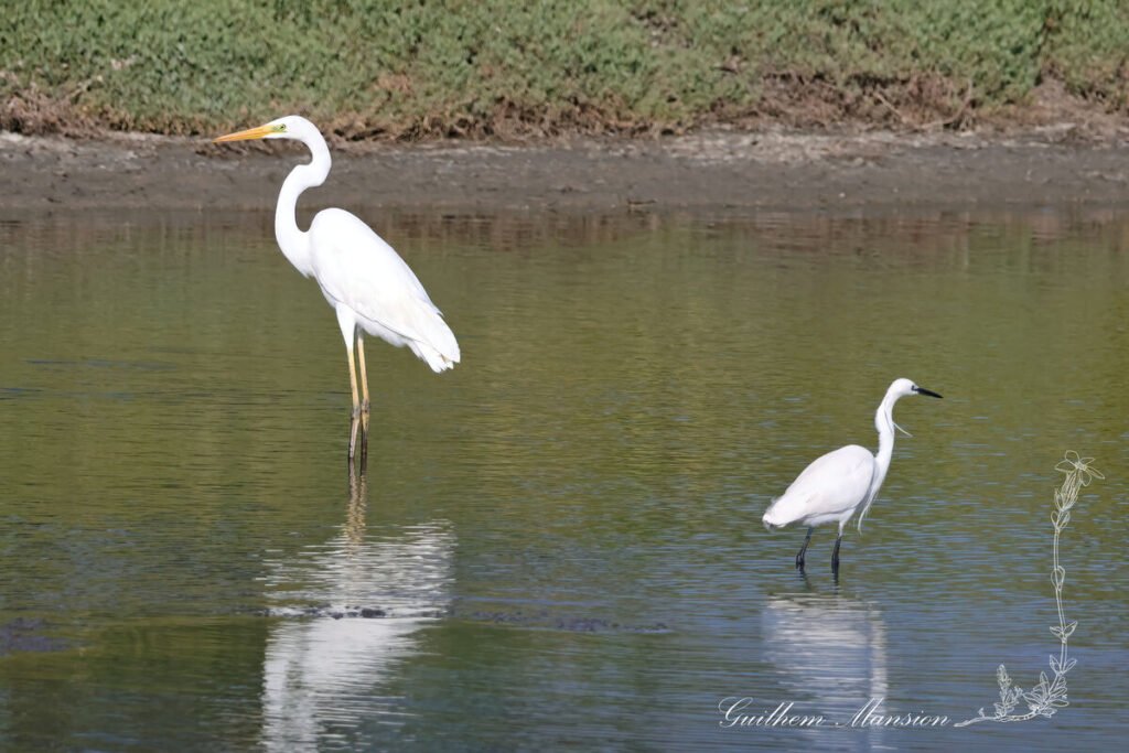 Ardea alba - Grande Aigrette [Ardeidae]