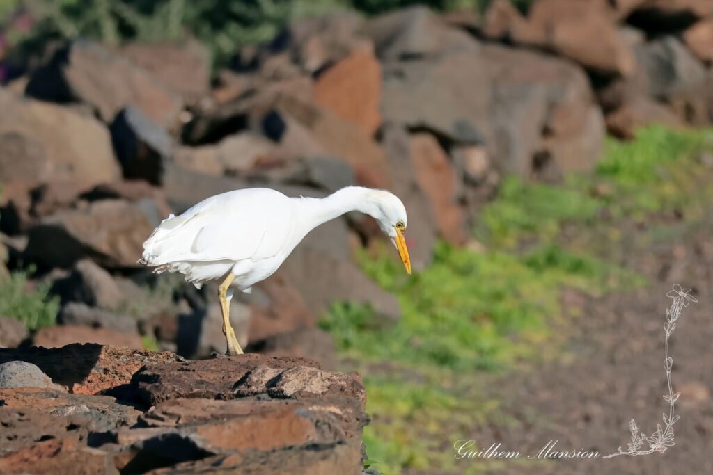 Ardea ibis - Héron garde-bœufs [Ardeidae]