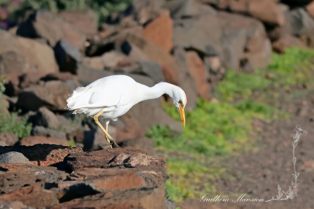 Ardea ibis - Héron garde-bœufs [Ardeidae]