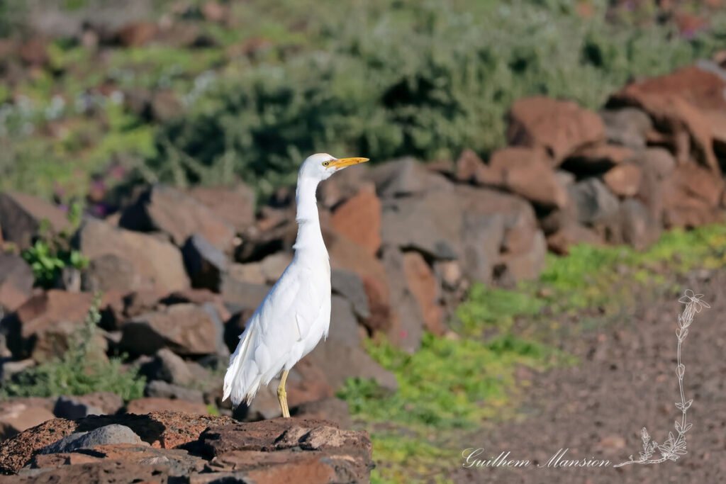 Ardea ibis - Héron garde-bœufs [Ardeidae]