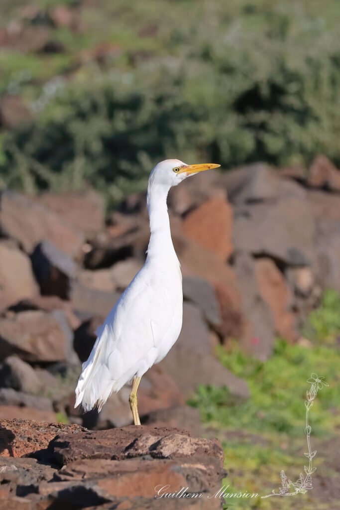 Ardea ibis - Héron garde-bœufs [Ardeidae]